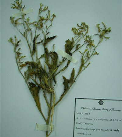 Chelipay-e ghaz payi